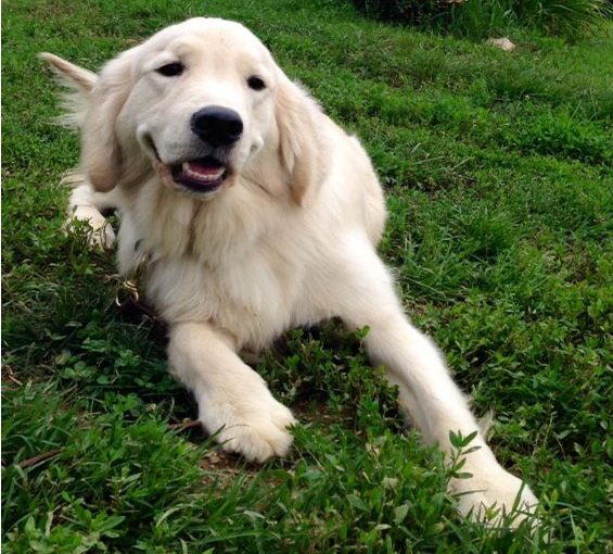 Photo of a Service dog English Creme Golden Retriever